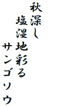 


秋深し
　塩湿地彩る
　　　サンゴソウ